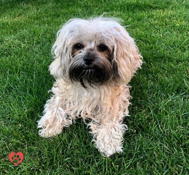 Bolonka baden Bolonka Vom Badischen Zarenhof Bolonka baden Bolonka Vom Badischen Zarenhof